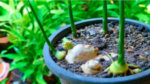 Gengibre pronto para o plantio