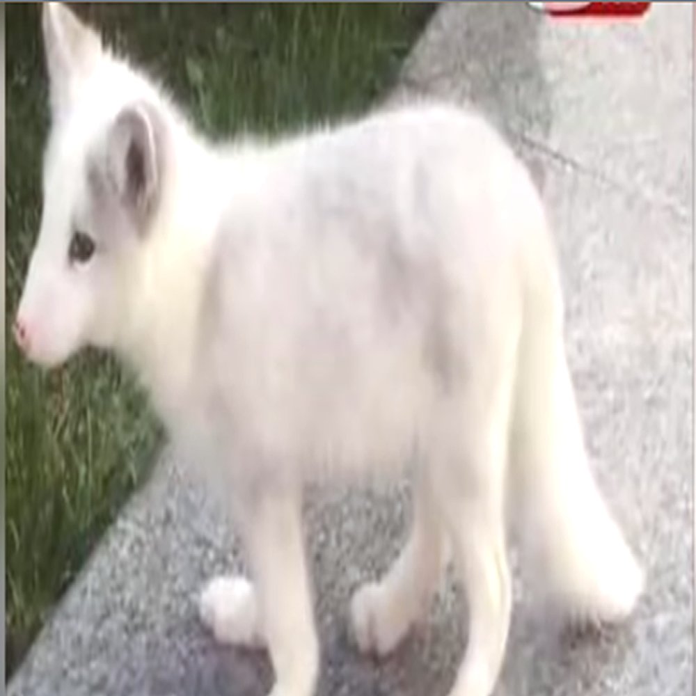 Mulher criou uma raposa branca pensado que fosse um cão