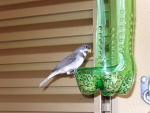  Alimentadores de pássaros com garrafa de plástico