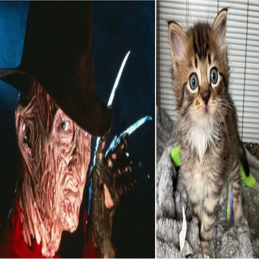 Conheça o adorável gatinho Freddy Krueger, resgatado das ruas um pouco antes no Halloween de 2020.