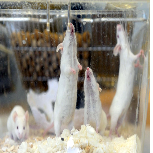 Estudo com ratos machos 'grávidos'
