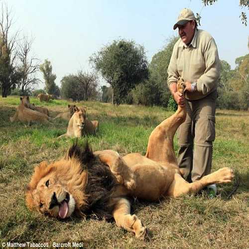 Alex Larenty o massagista de leões
