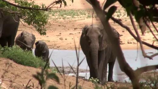 Elefantes atacam filmagens de Largados e Pelados