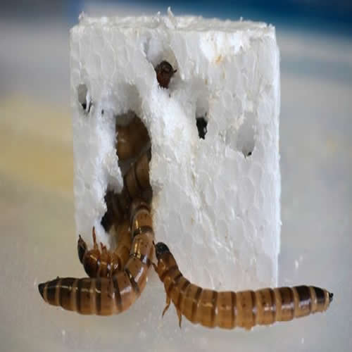 Cientistas descobrem vermes comedores de plástico