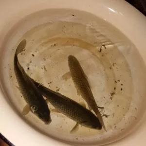 Peixe Candiru ou Peixe Vampiro