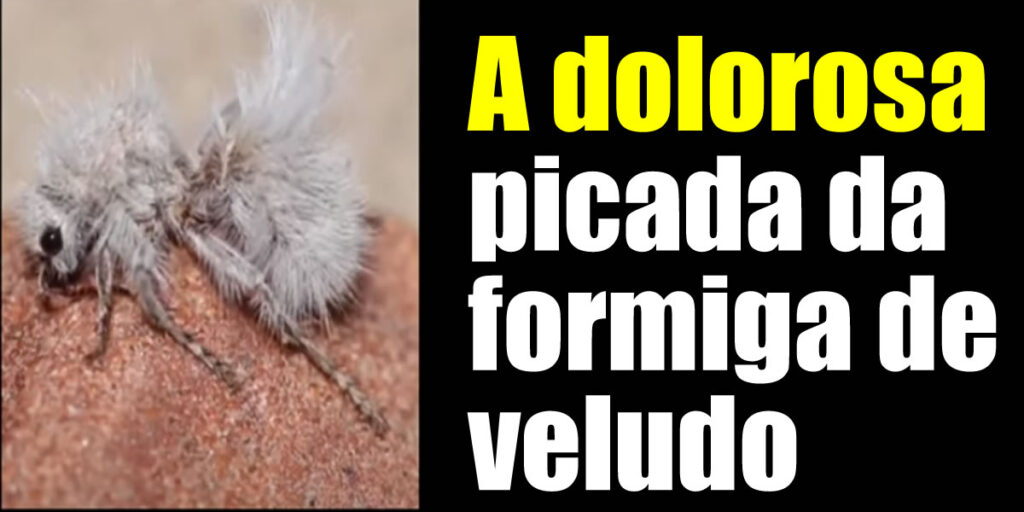 formiga de veludo