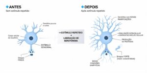 Comparação visual entre uma sinapse fraca e uma sinapse fortalecida após o aprendizado