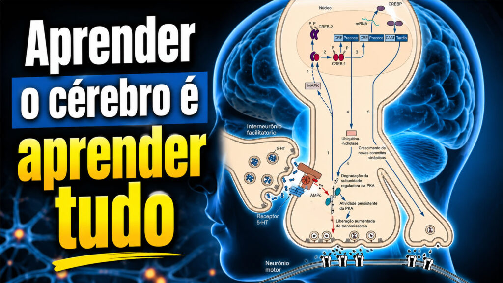 Aprender o cérebro é aprender tudo
